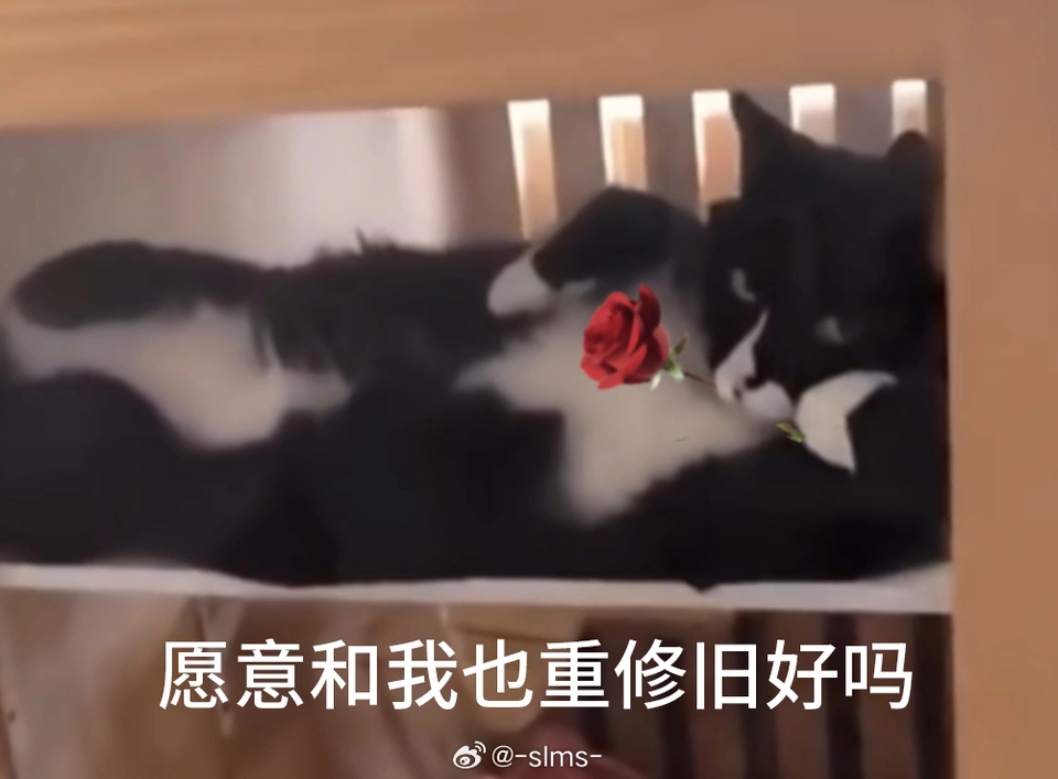 来张海铃猫
