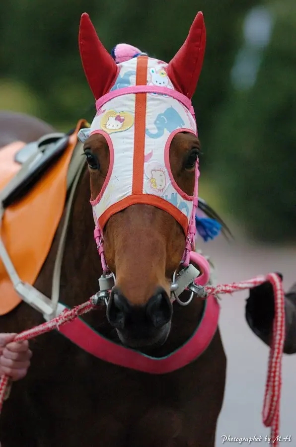 乌菈菈的发卡neta