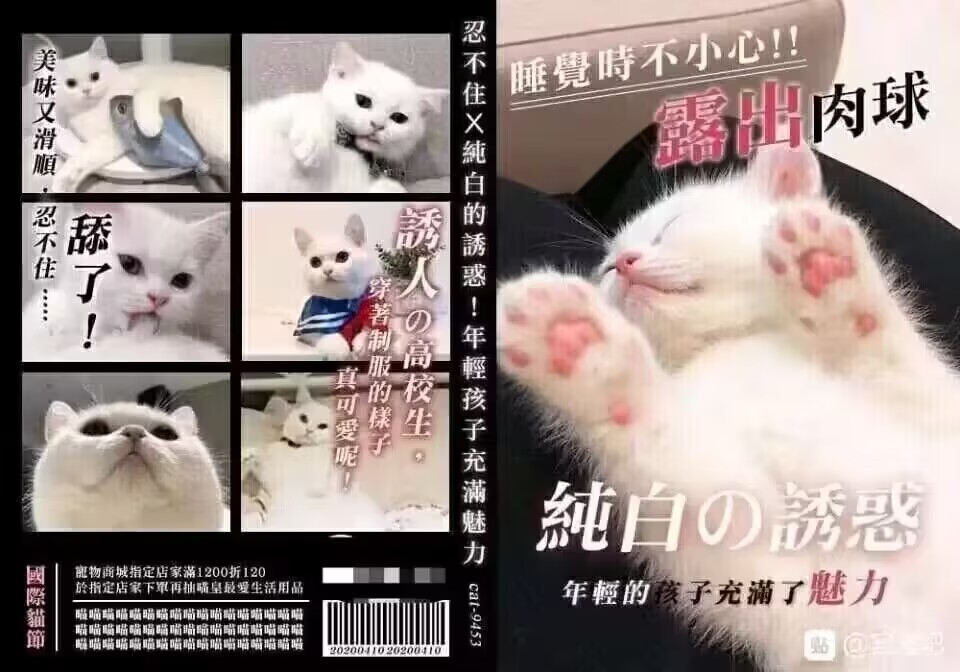 营业猫猫