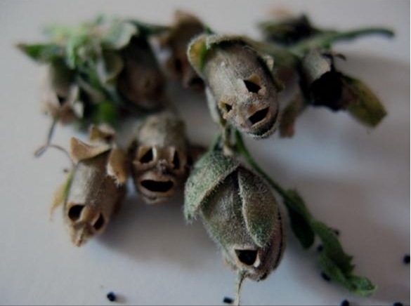 花败后的金鱼草