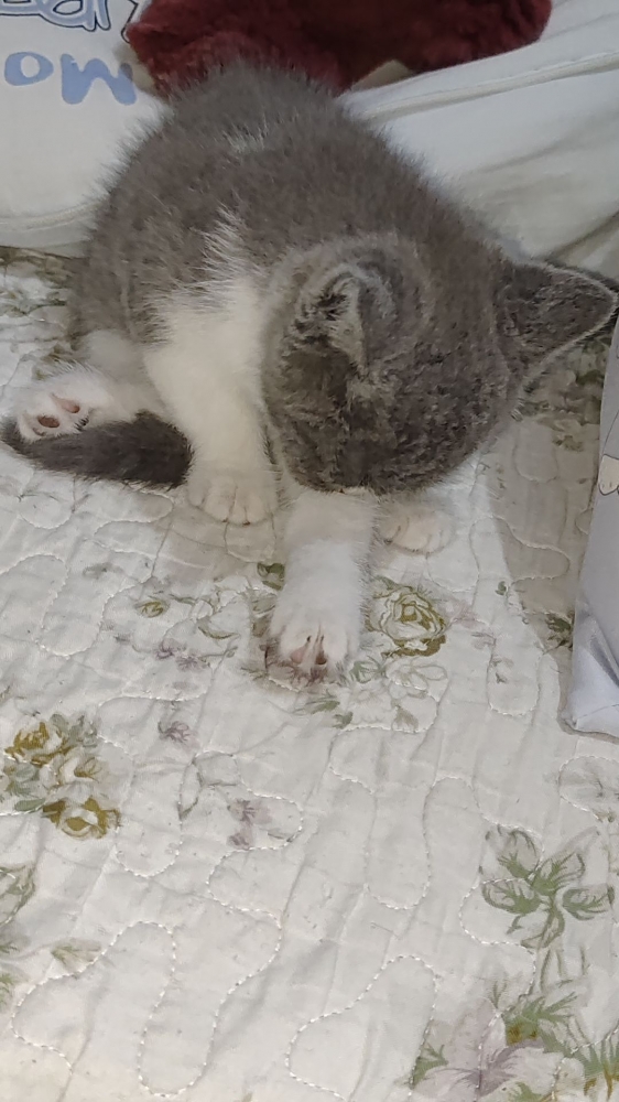 猫猫