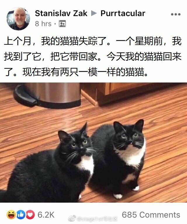 猫猫