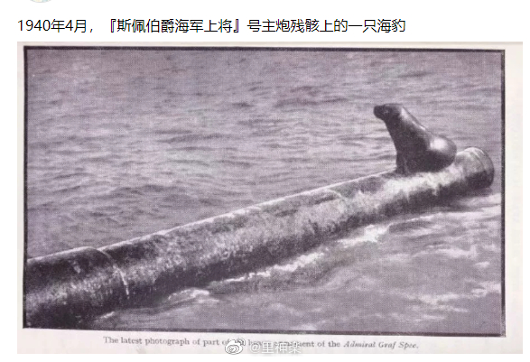 出货海豹.jpg
