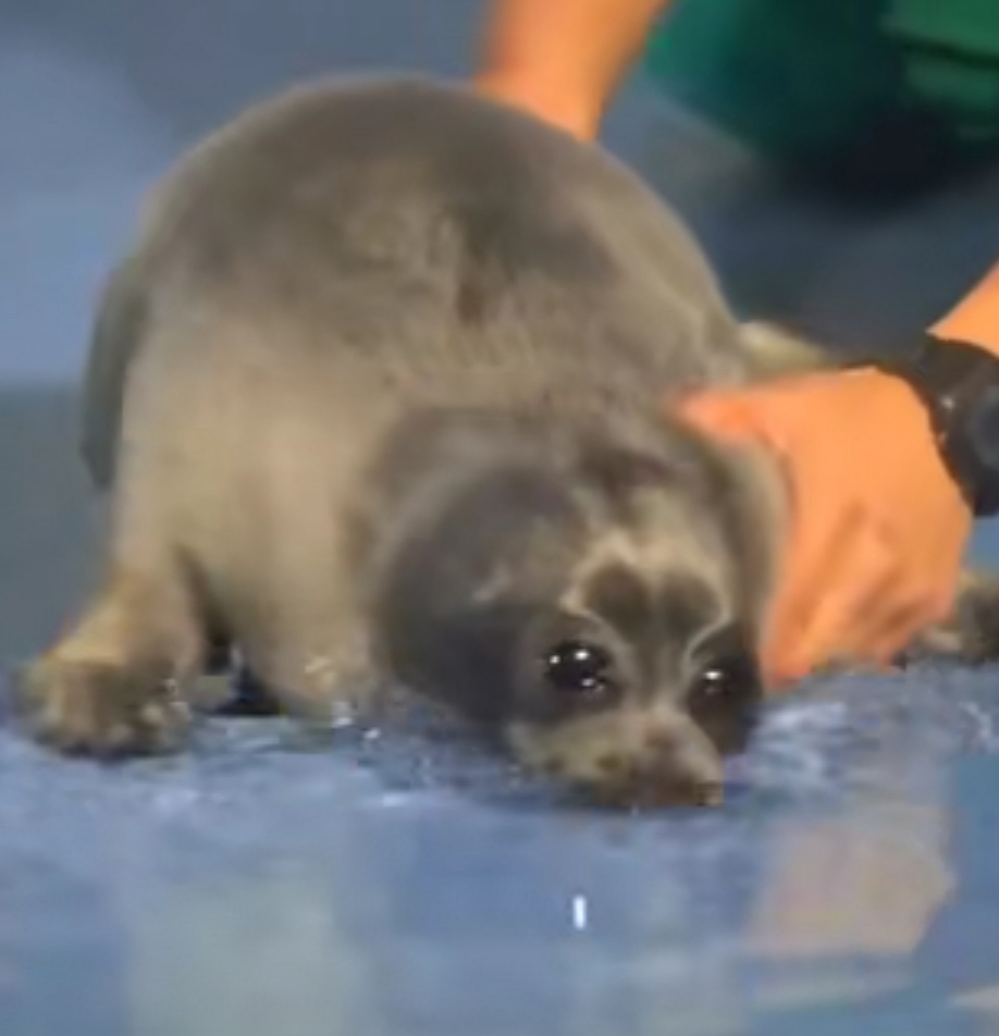 豹豹流泪