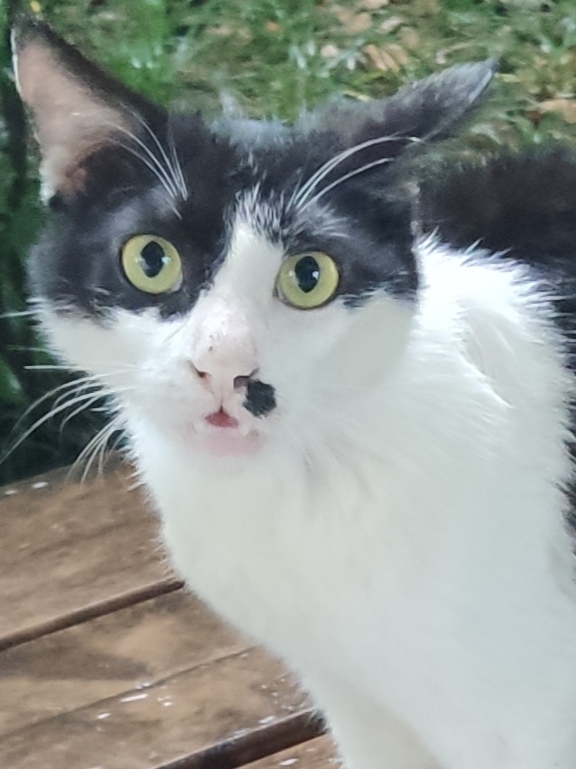 猫猫