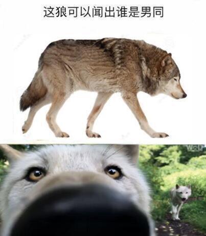 草