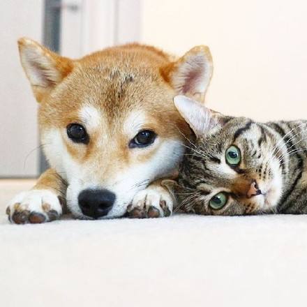 猫狗和谐相处例图