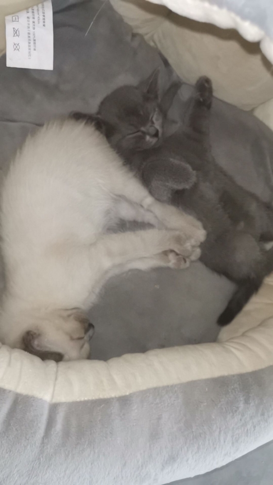 你是我的主人喵？