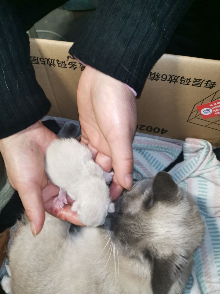 发张小猫刚出生的图