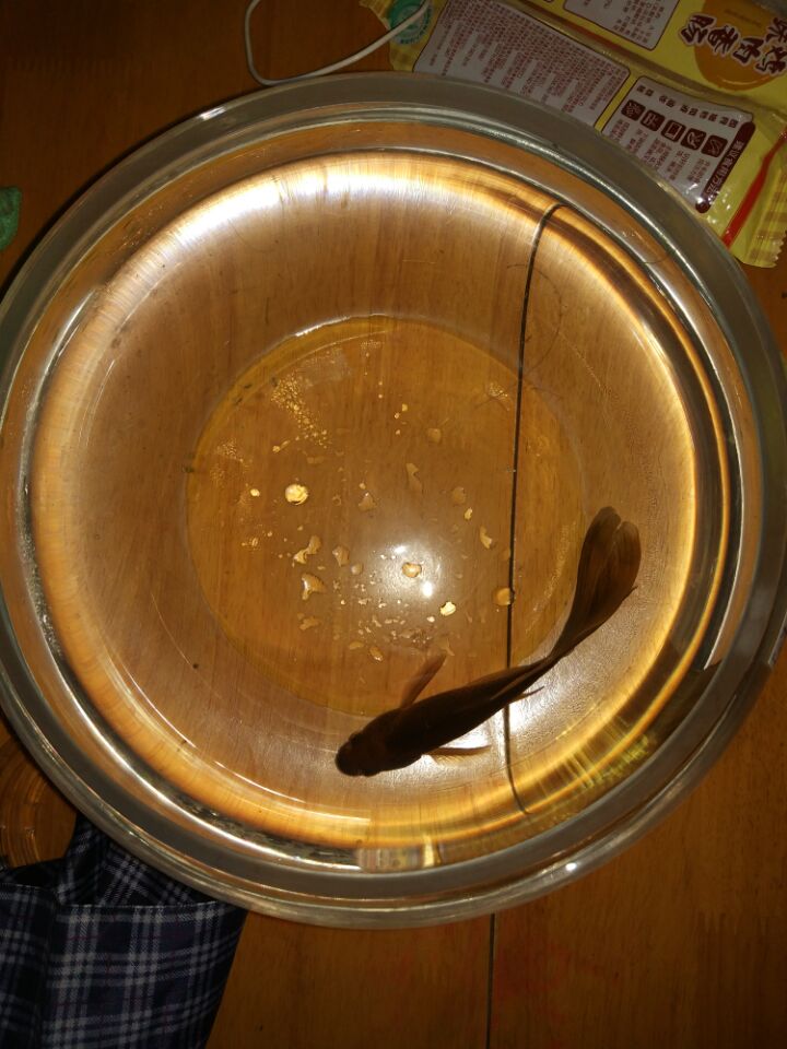 金鱼小黑