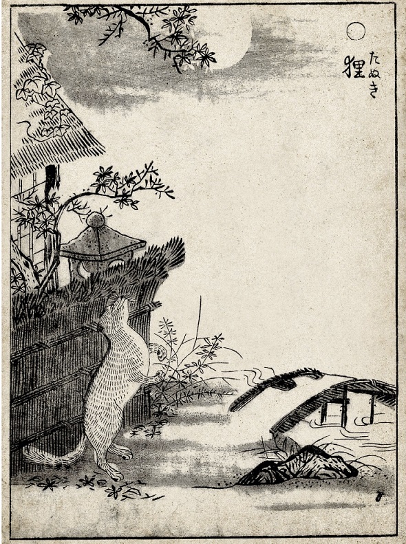 狸