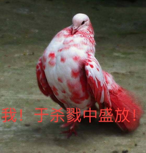嘤嘤嘤