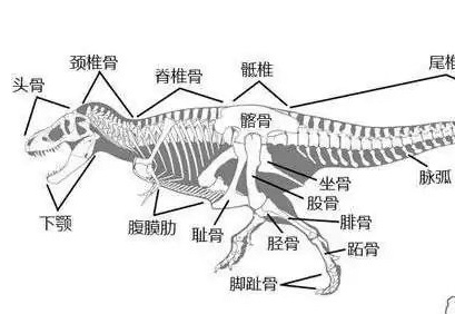 亚龙骨骼图