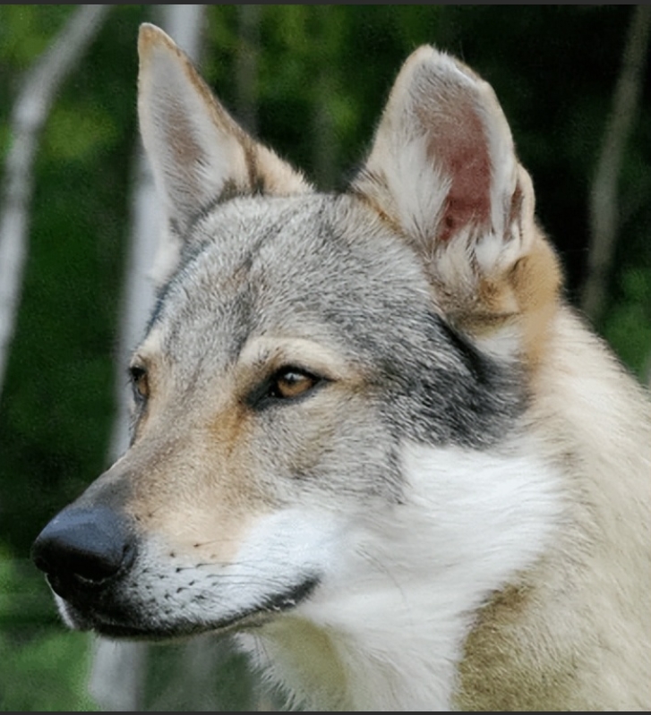 捷克狼犬