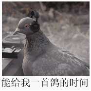 鸽子鸽子鸽