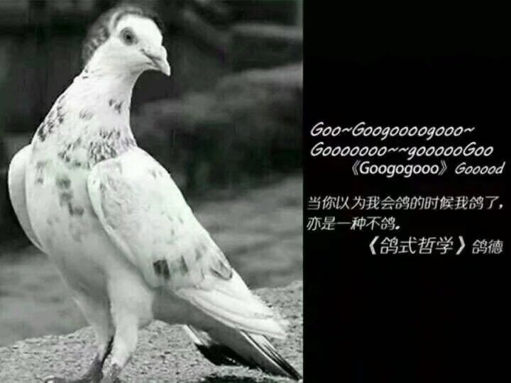 血月没有咕！也没tj