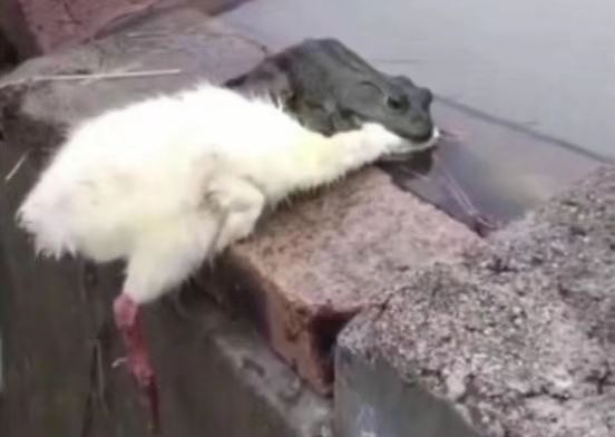 看图猜成语——2