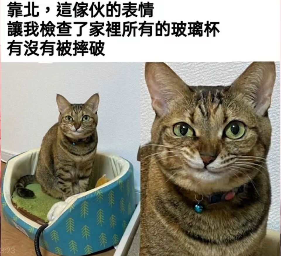 猫猫的坏心思