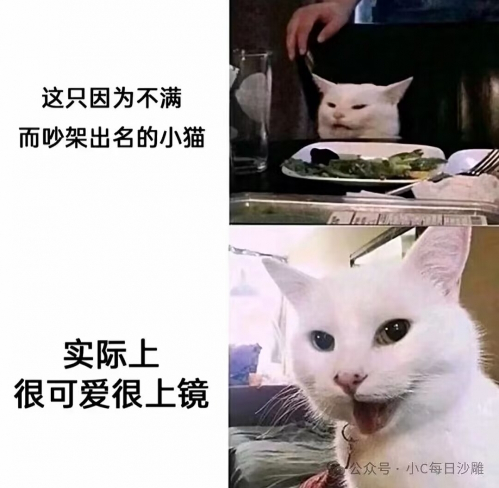 可爱猫猫