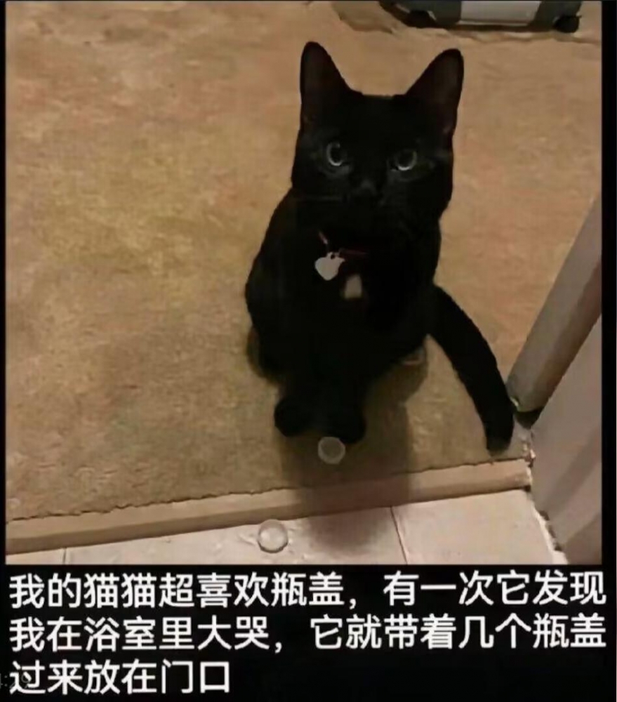 猫好