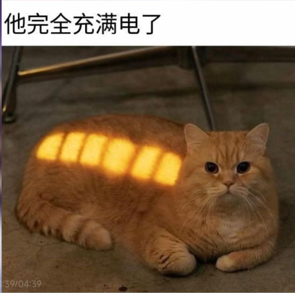 猫猫巴士