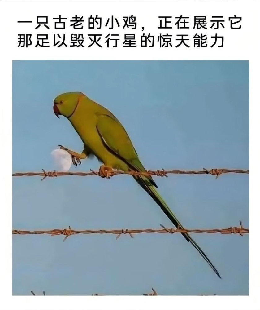 鸟为什么这么大