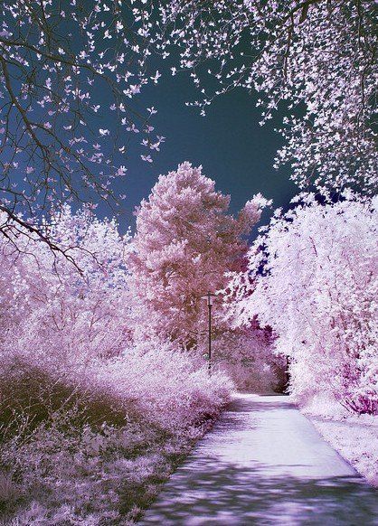 花海没有，随便找找