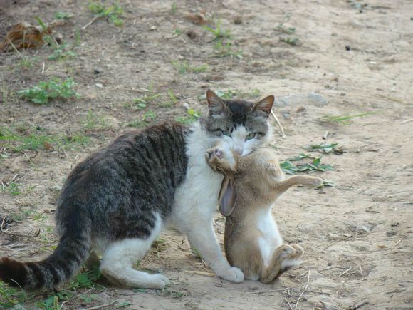 澳洲新旧两害：猫吃兔