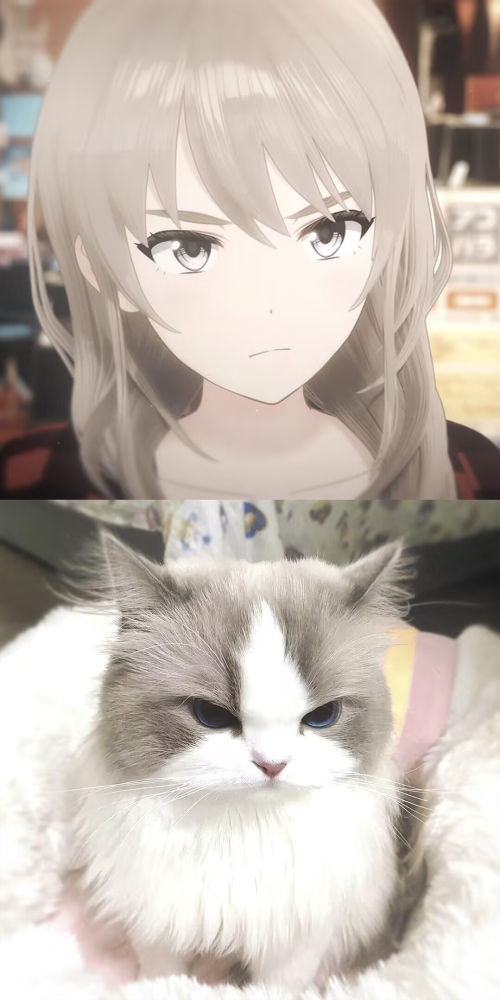 猫猫卡