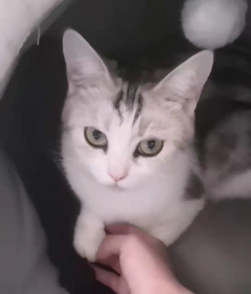 而我的身上有很多猫毛