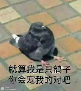 弱小可怜又无助