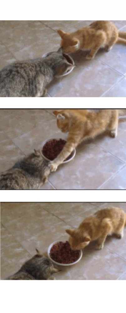 猫咪护食