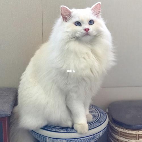 小猫幻灵