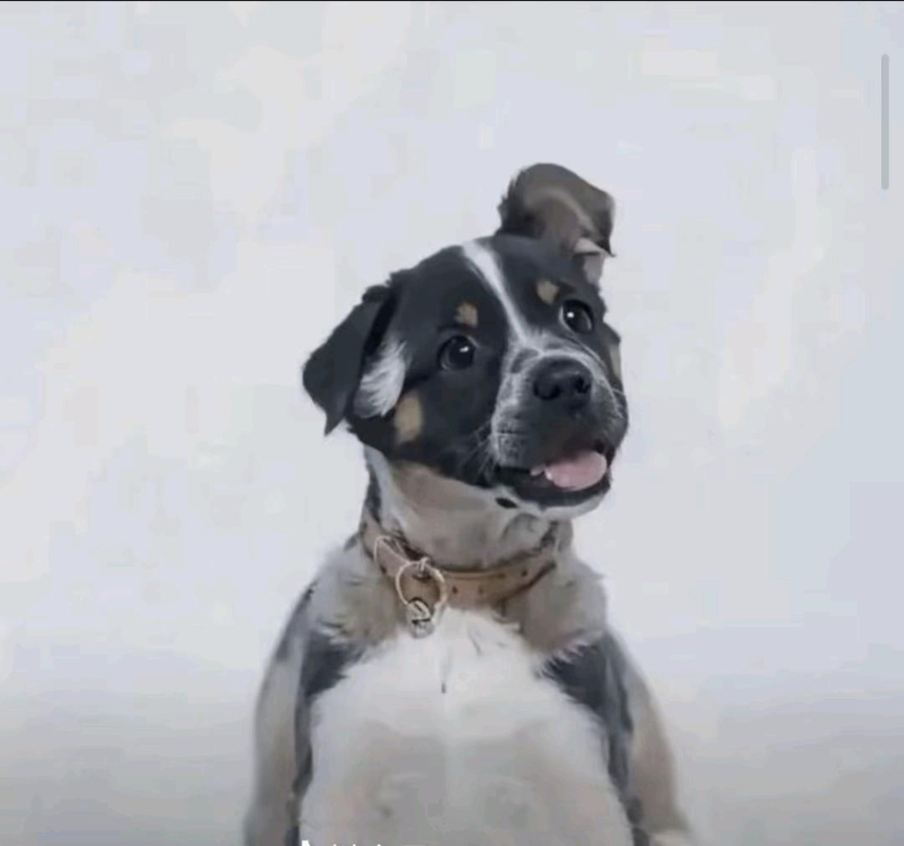 忍犬小黑