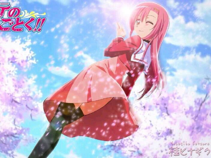 桂雏菊