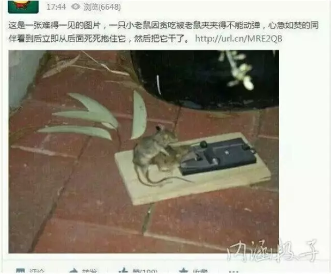 我们都被夹住了一条腿