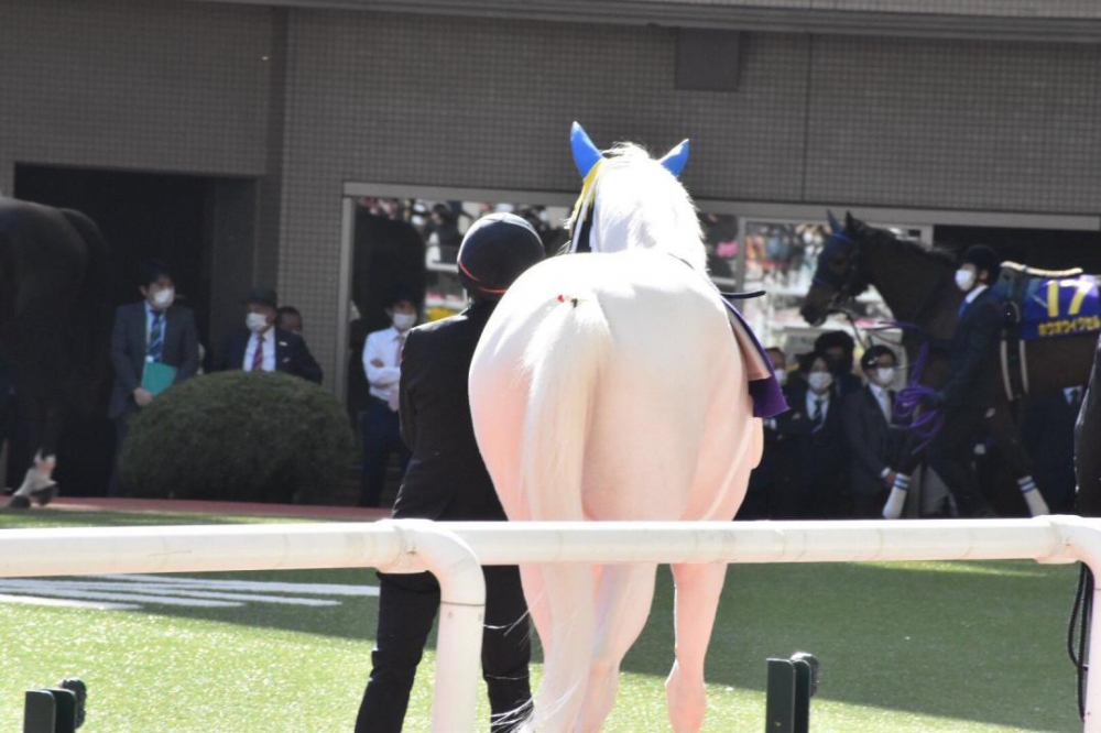 听说赛马娘很火来一张