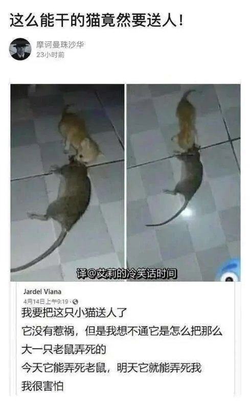 沙雕图