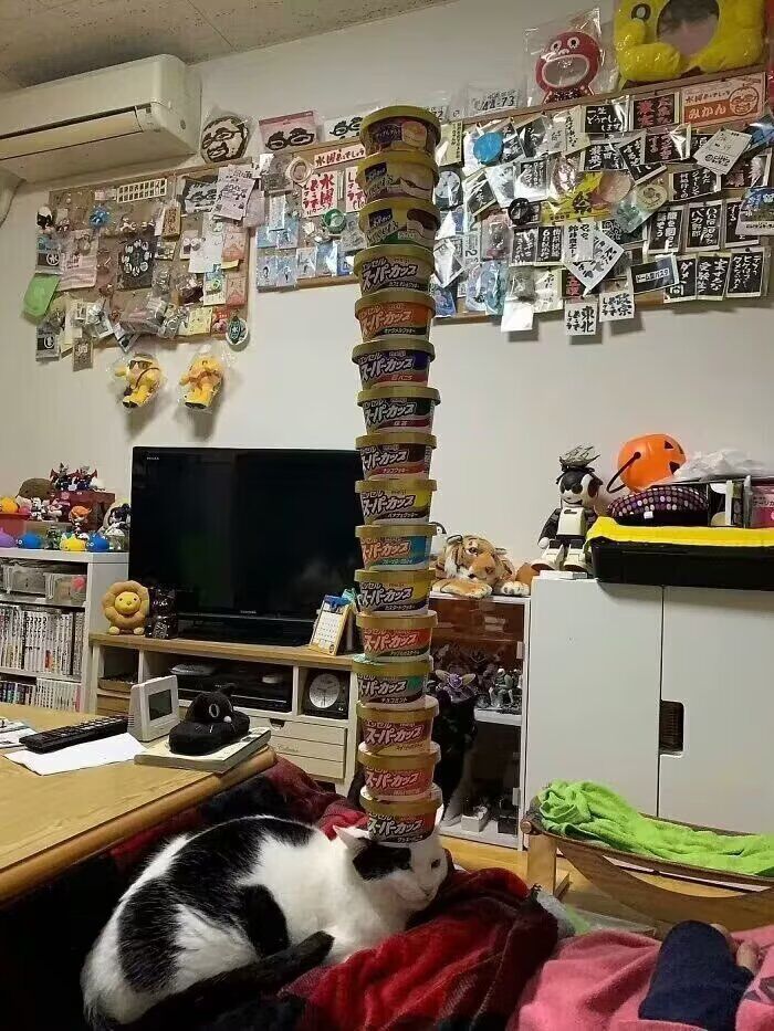 强大猫猫