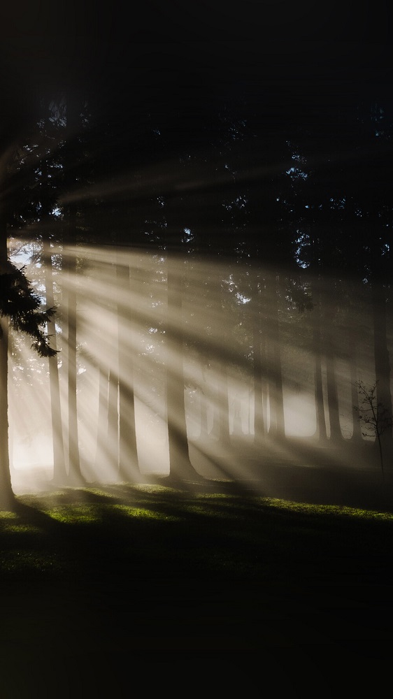 密林但不是很密