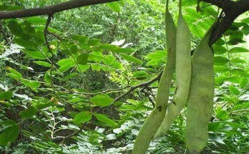 皂角 古时洗衣物