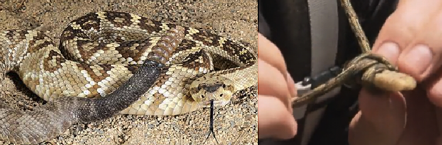 响尾蛇尾巴项链