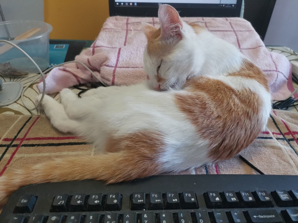 我家的猫腻