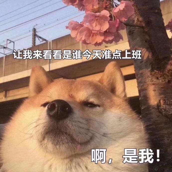 真不错