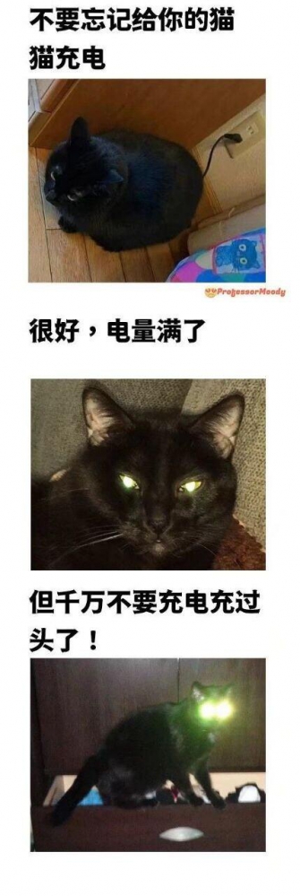 别忘了给你的猫充电