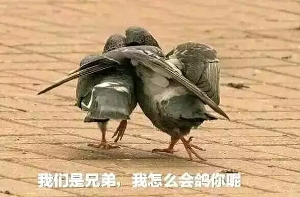 不会鸽的