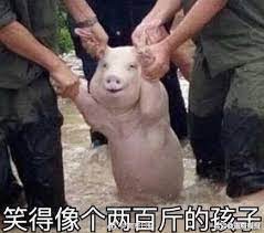 应景表情包