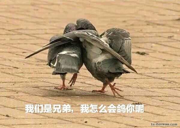 以为我会鸽？