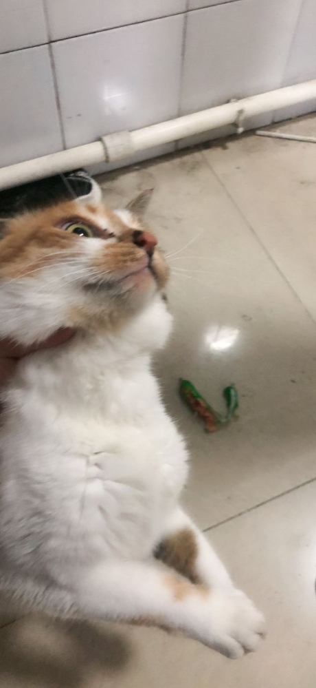 我的火腿肠！！！