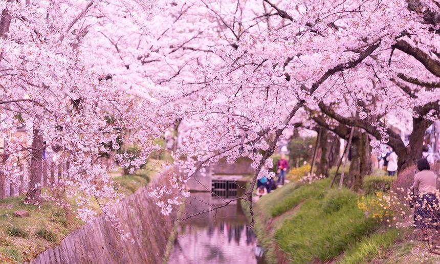 樱花盛开的京都